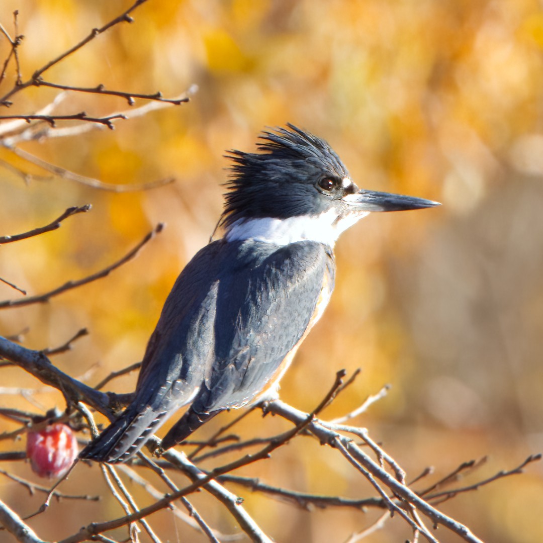 Belted Kingfisher - ML508641271
