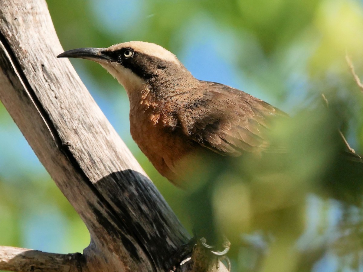 Gray-crowned Babbler - ML508641281