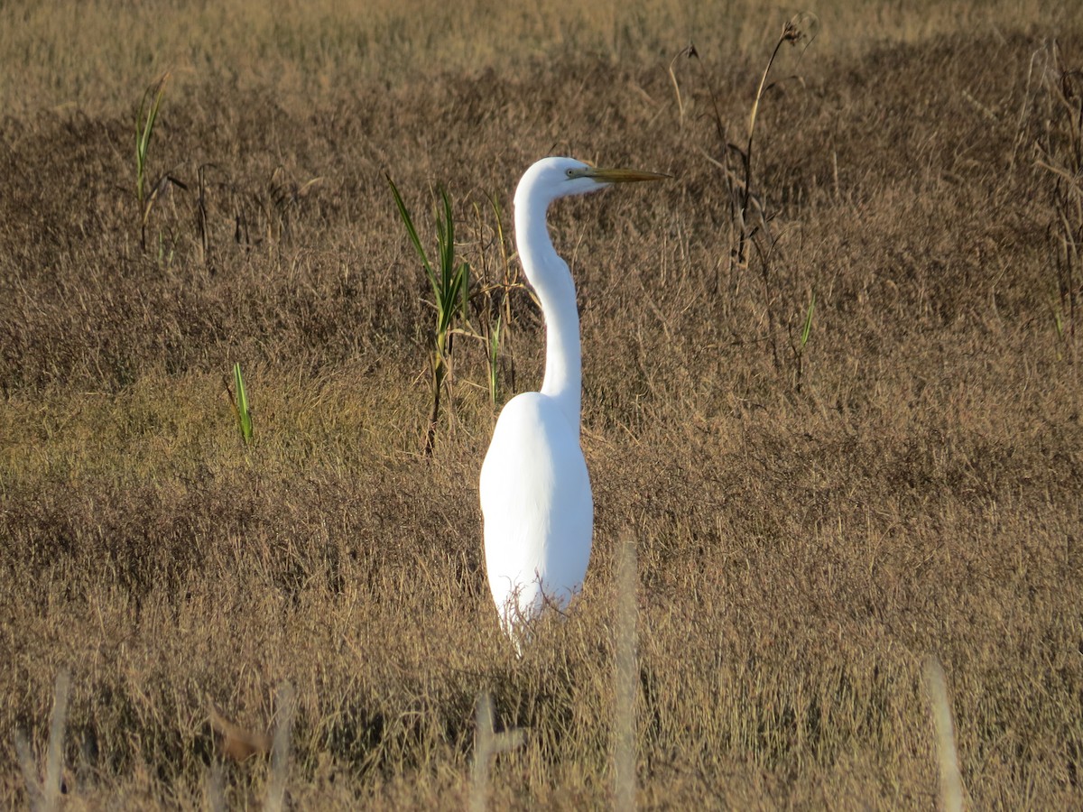 Great Egret - Garth Harwood