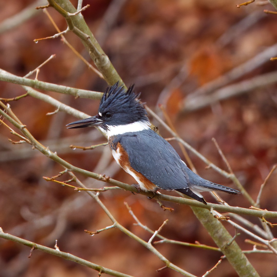 Belted Kingfisher - ML508641491