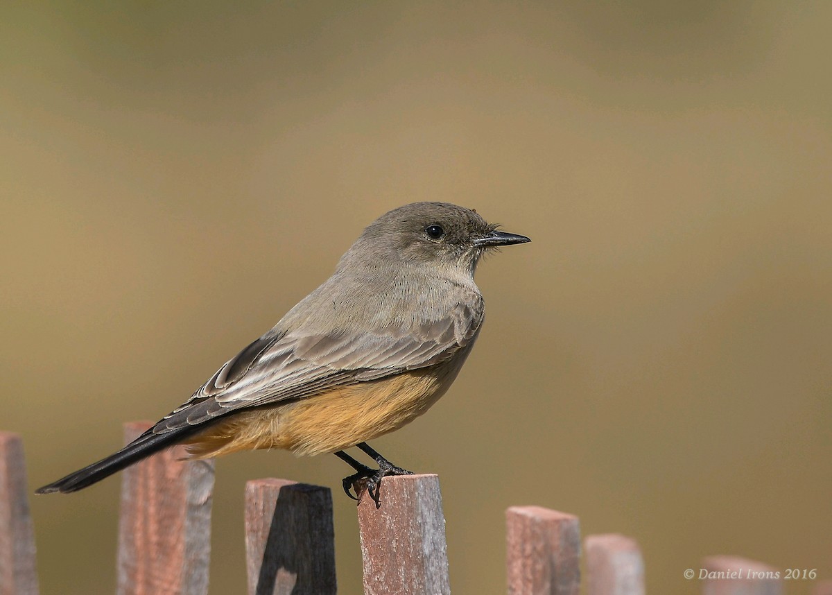 Say's Phoebe - Daniel Irons