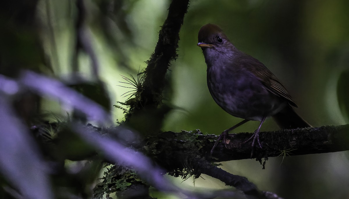 Ruddy-capped Nightingale-Thrush - Connor Cochrane