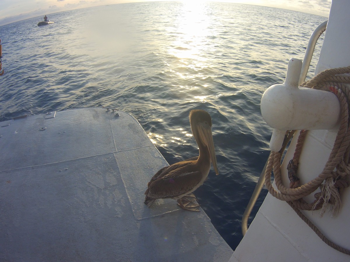 Brown Pelican - ML508643451