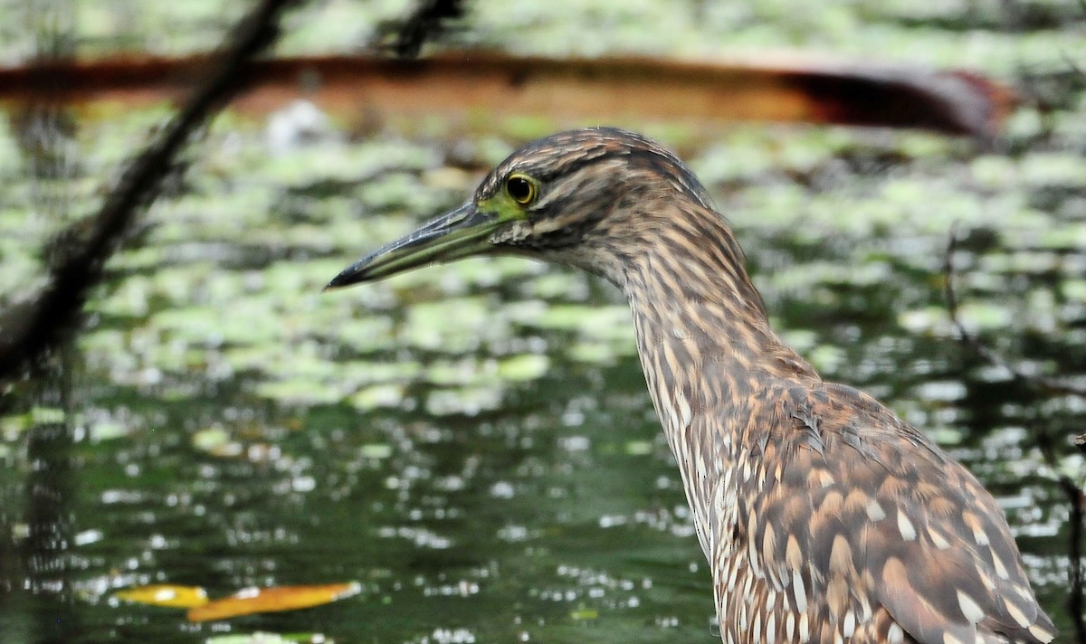 Nankeen Night Heron - ML508644071