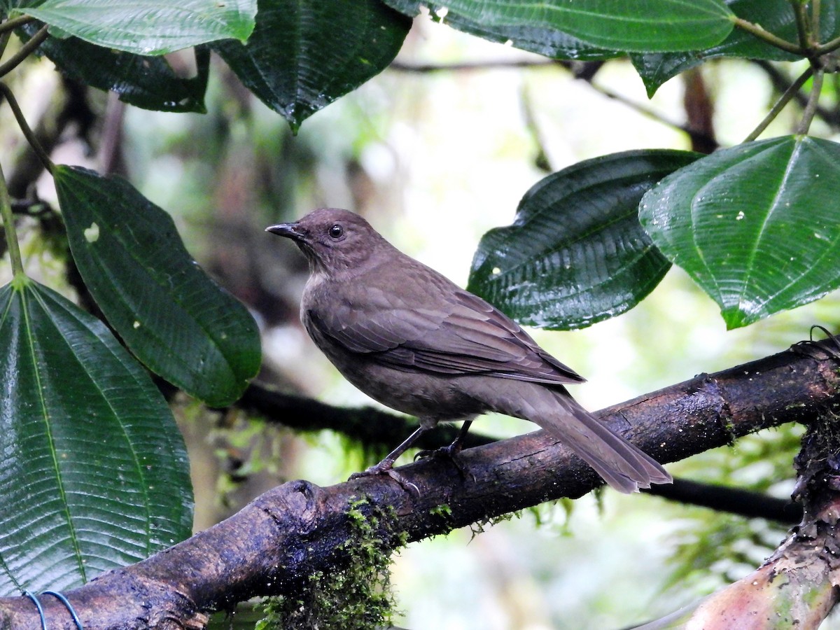 Mountain Thrush - Juan Carlos Melendez