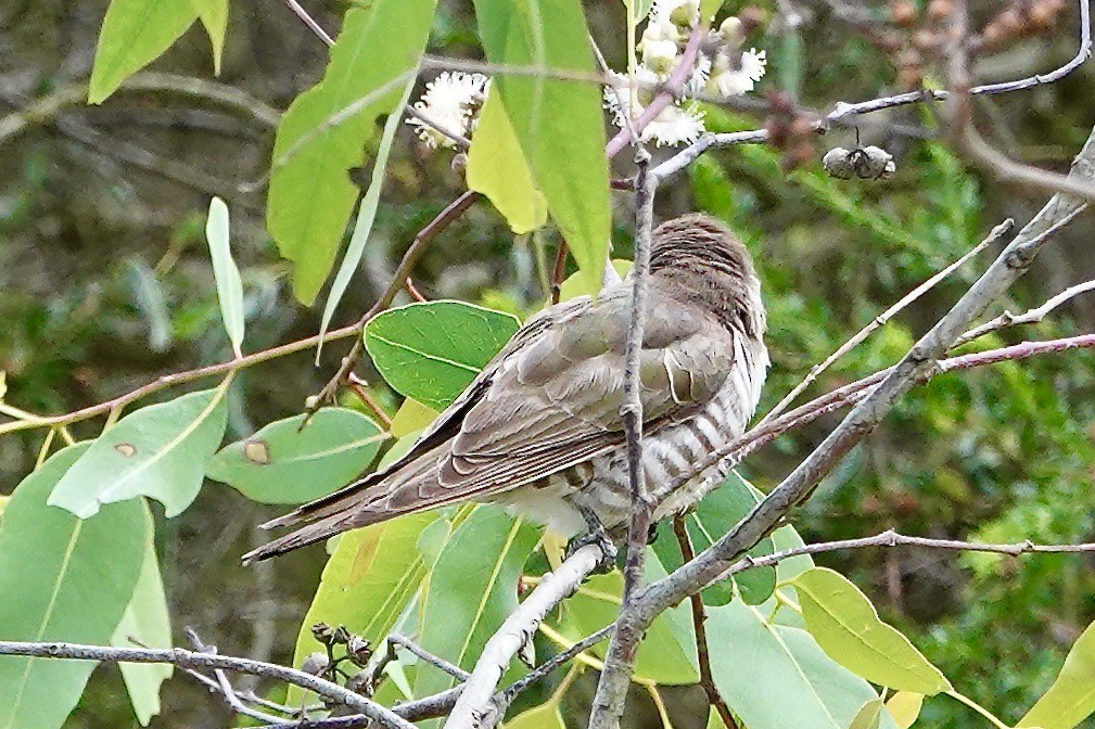 Horsfield's Bronze-Cuckoo - ML508645221