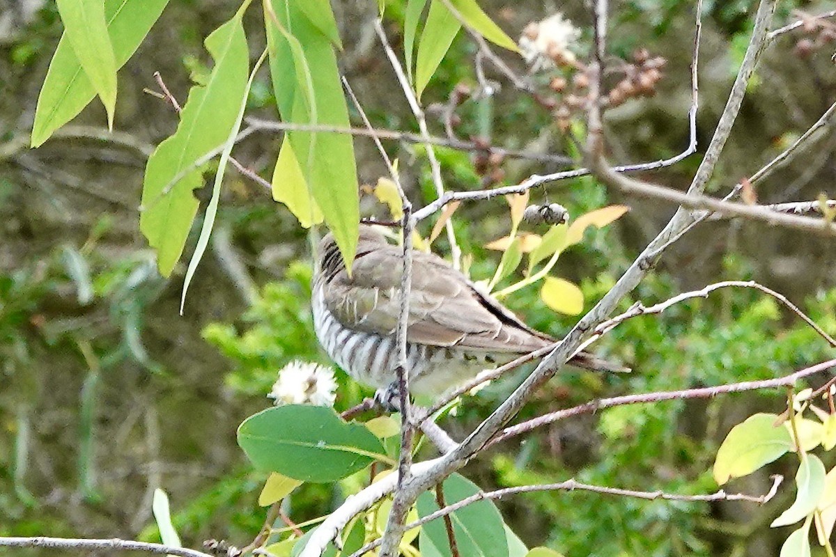 Horsfield's Bronze-Cuckoo - ML508645231