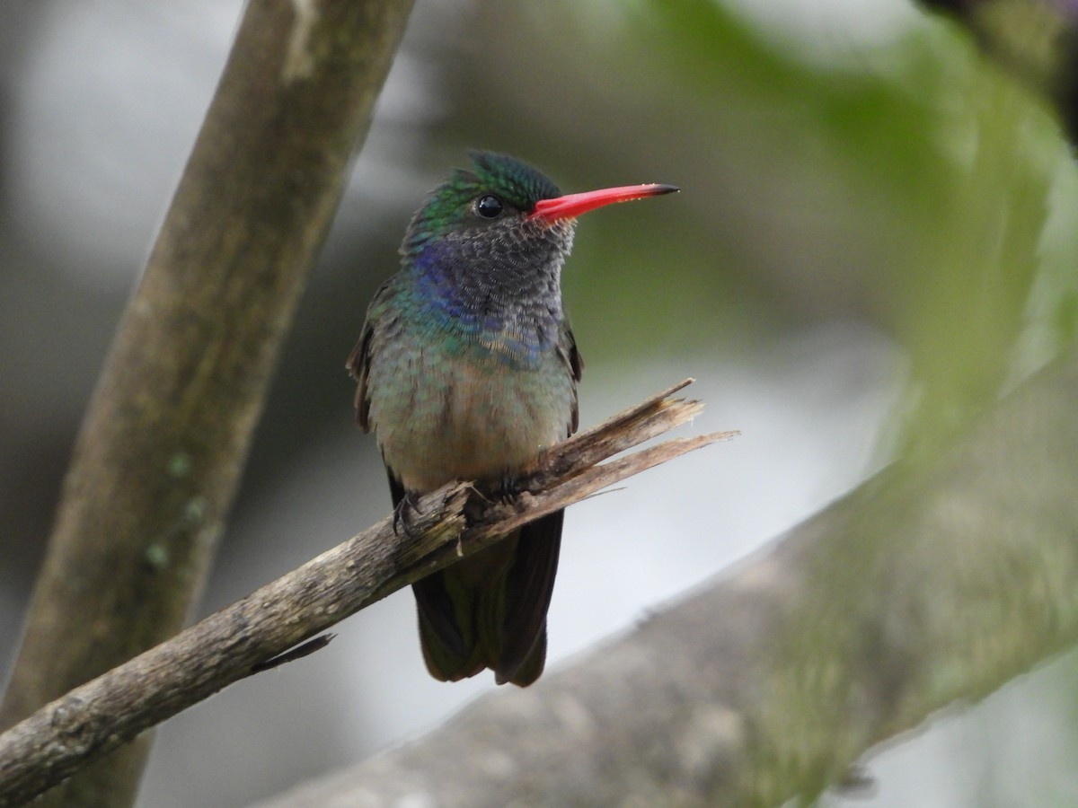 Blue-throated Goldentail - Juan Carlos Melendez