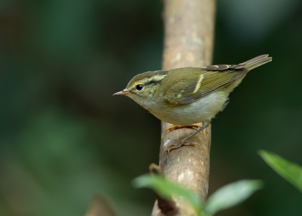 Chinese Leaf Warbler - Ayuwat Jearwattanakanok