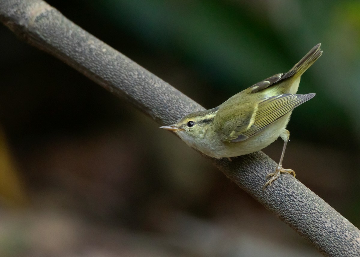 Chinese Leaf Warbler - Ayuwat Jearwattanakanok