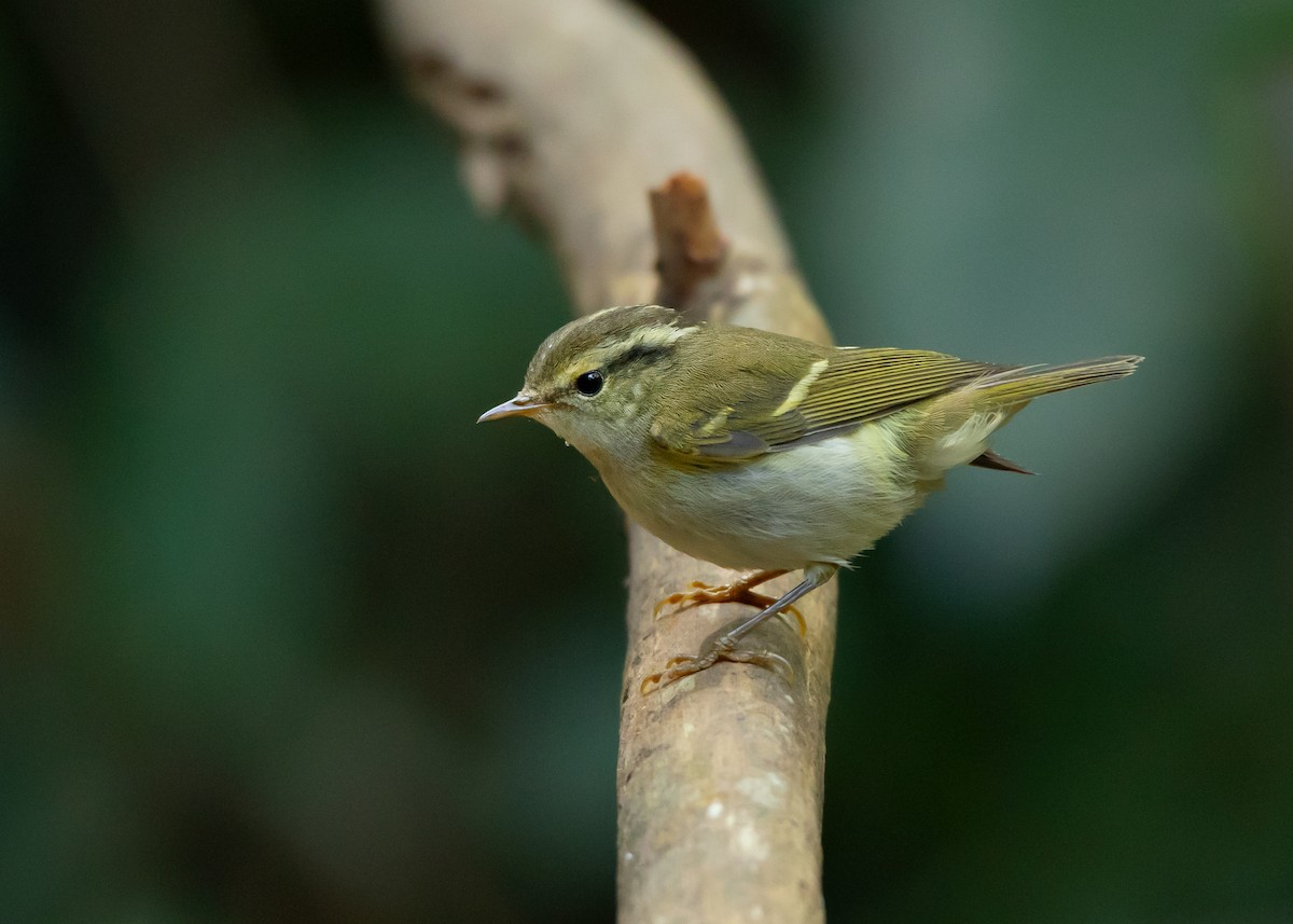 Chinese Leaf Warbler - Ayuwat Jearwattanakanok