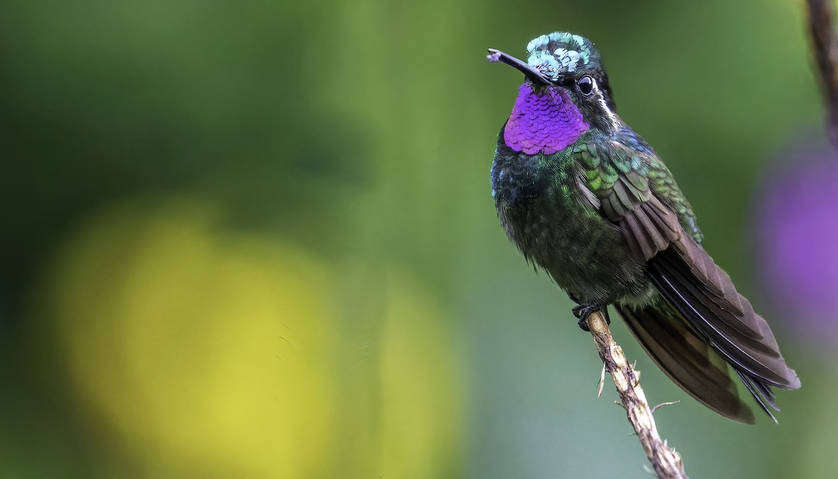 Purple-throated Mountain-gem - ML508647141