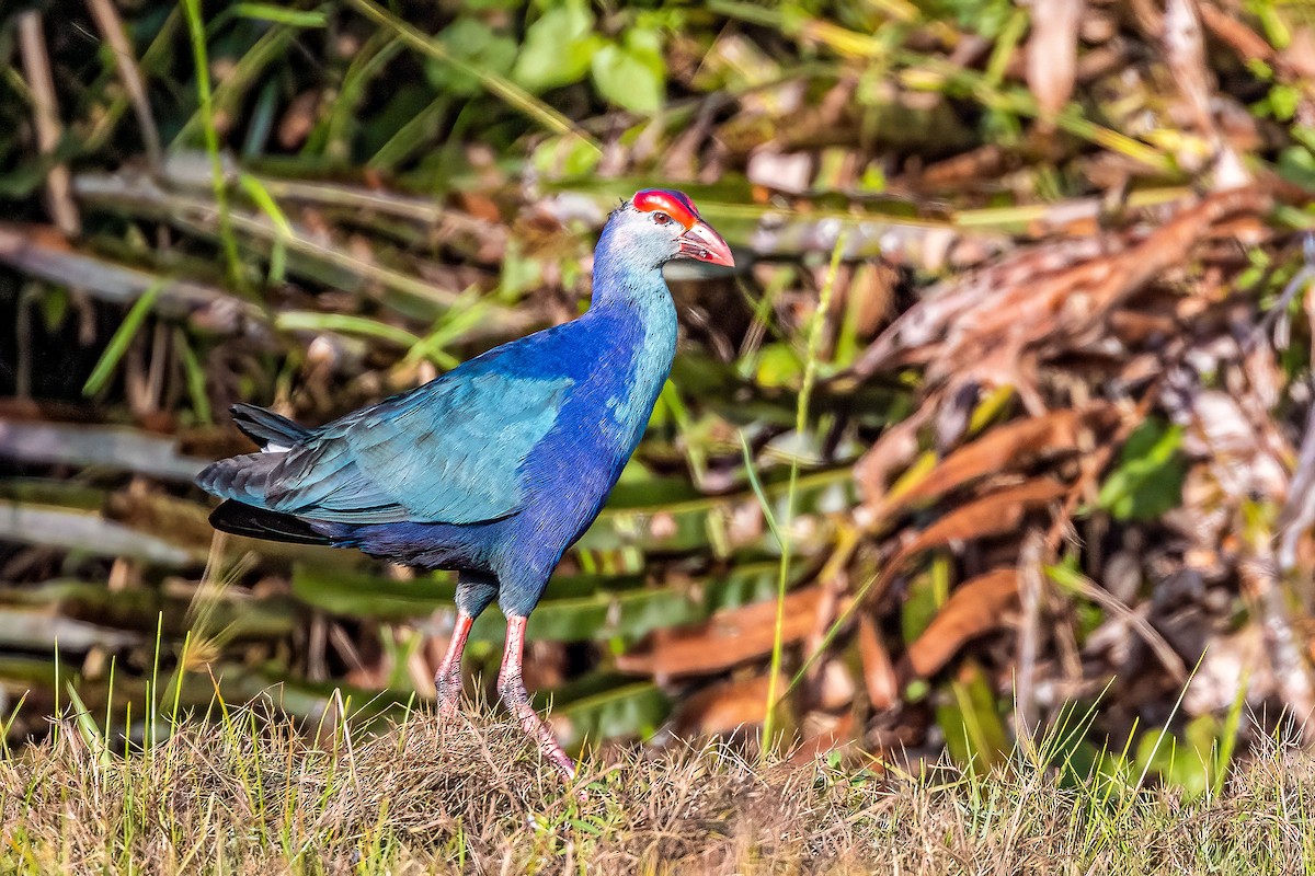 Gray-headed Swamphen - ML508647531