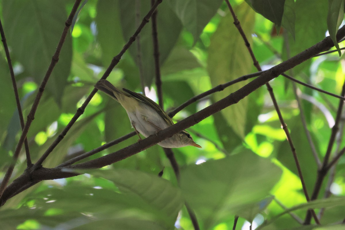 Eastern Crowned Warbler - ML508648591