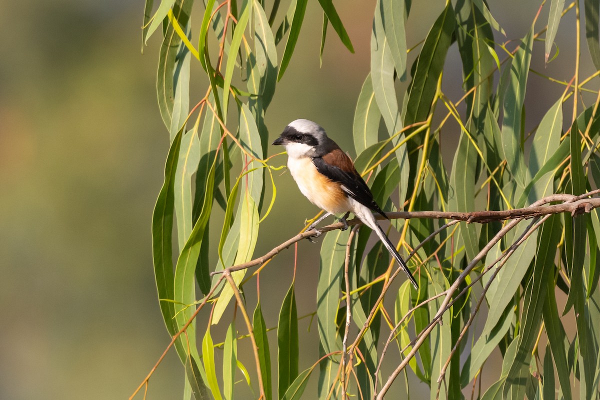 Bay-backed Shrike - ML508648751