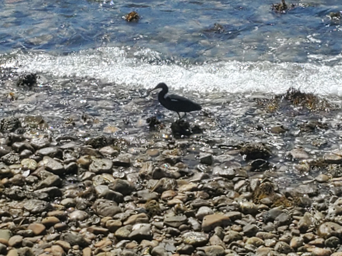 Pacific Reef-Heron - ML508648911