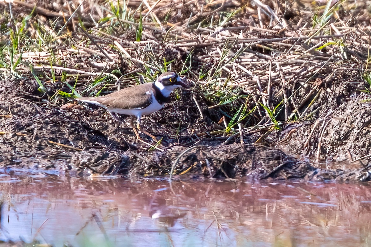 Little Ringed Plover - ML508649021