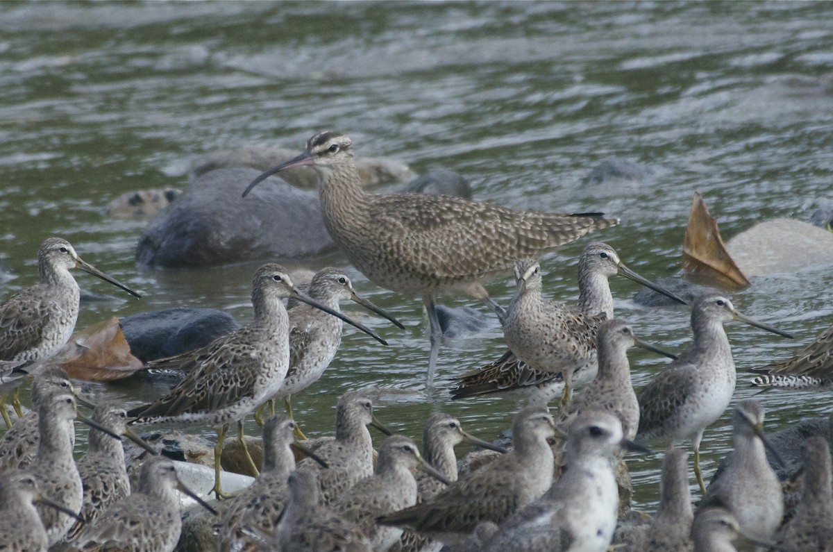 Whimbrel - ML50864921