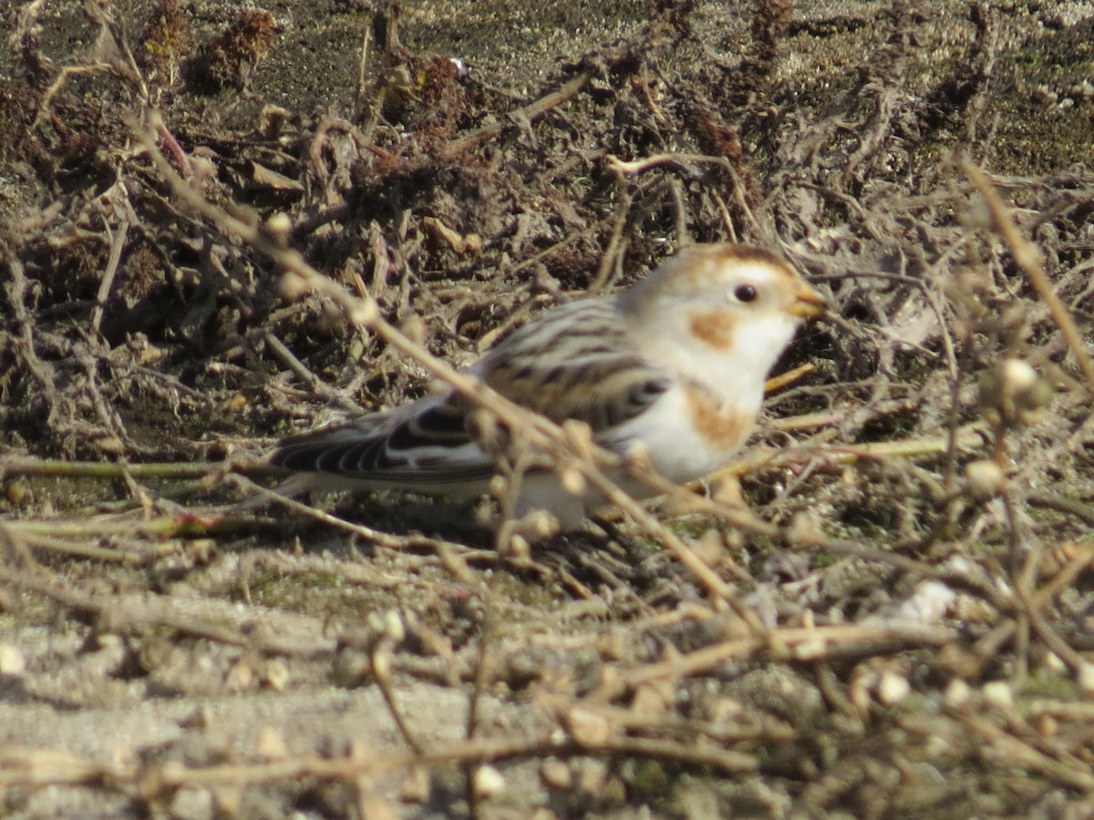 Snow Bunting - Garth Harwood