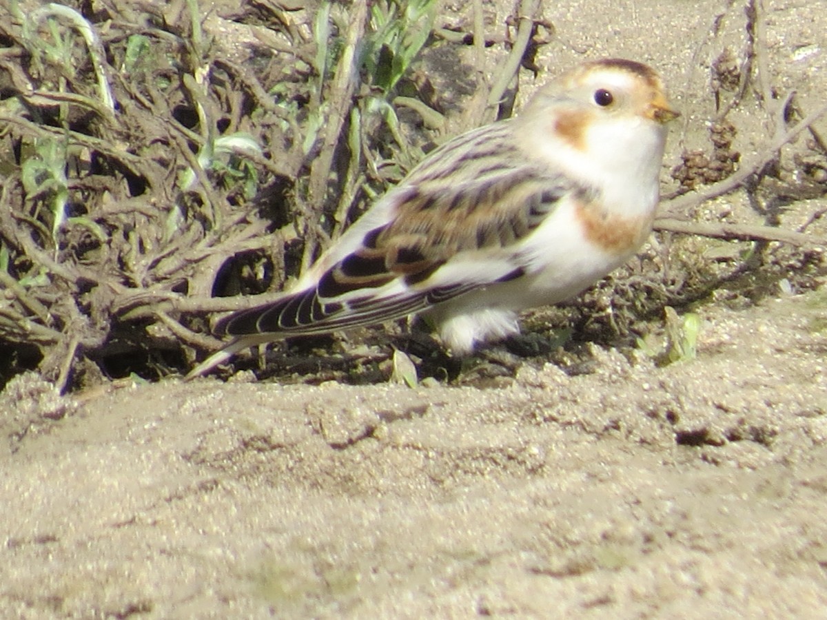 Snow Bunting - Garth Harwood