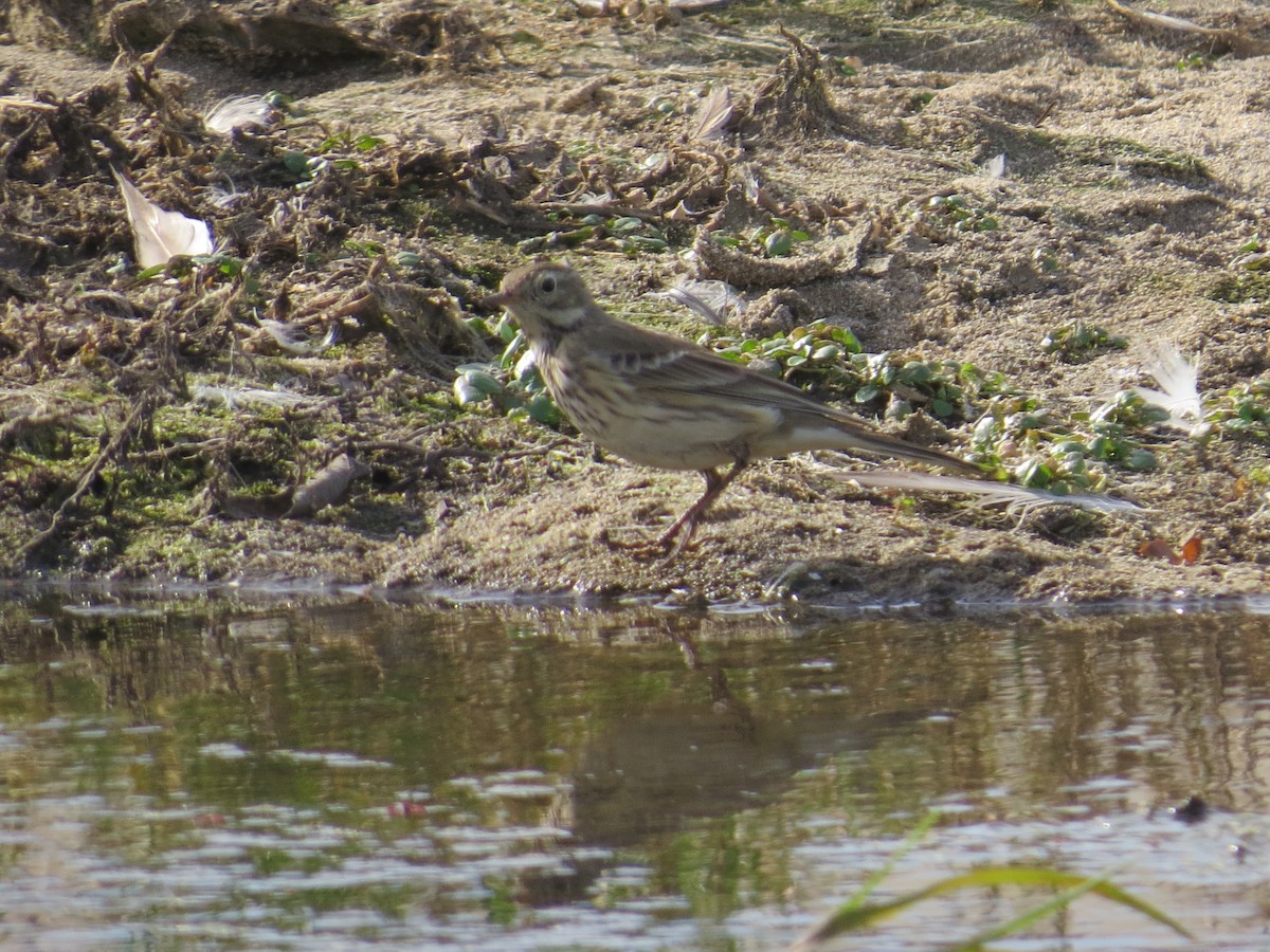 Pipit d'Amérique - ML508649431