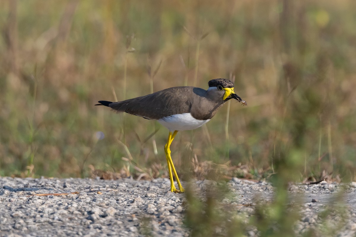 Yellow-wattled Lapwing - ML508649441