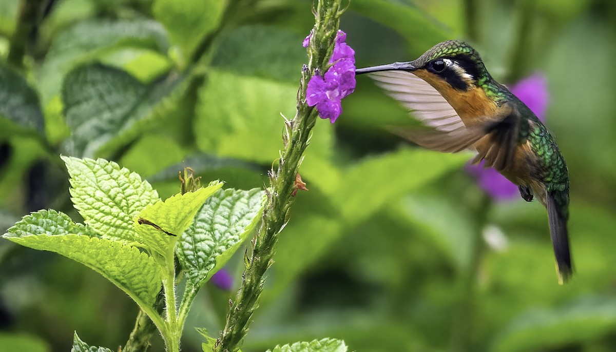 Purple-throated Mountain-gem - ML508650471