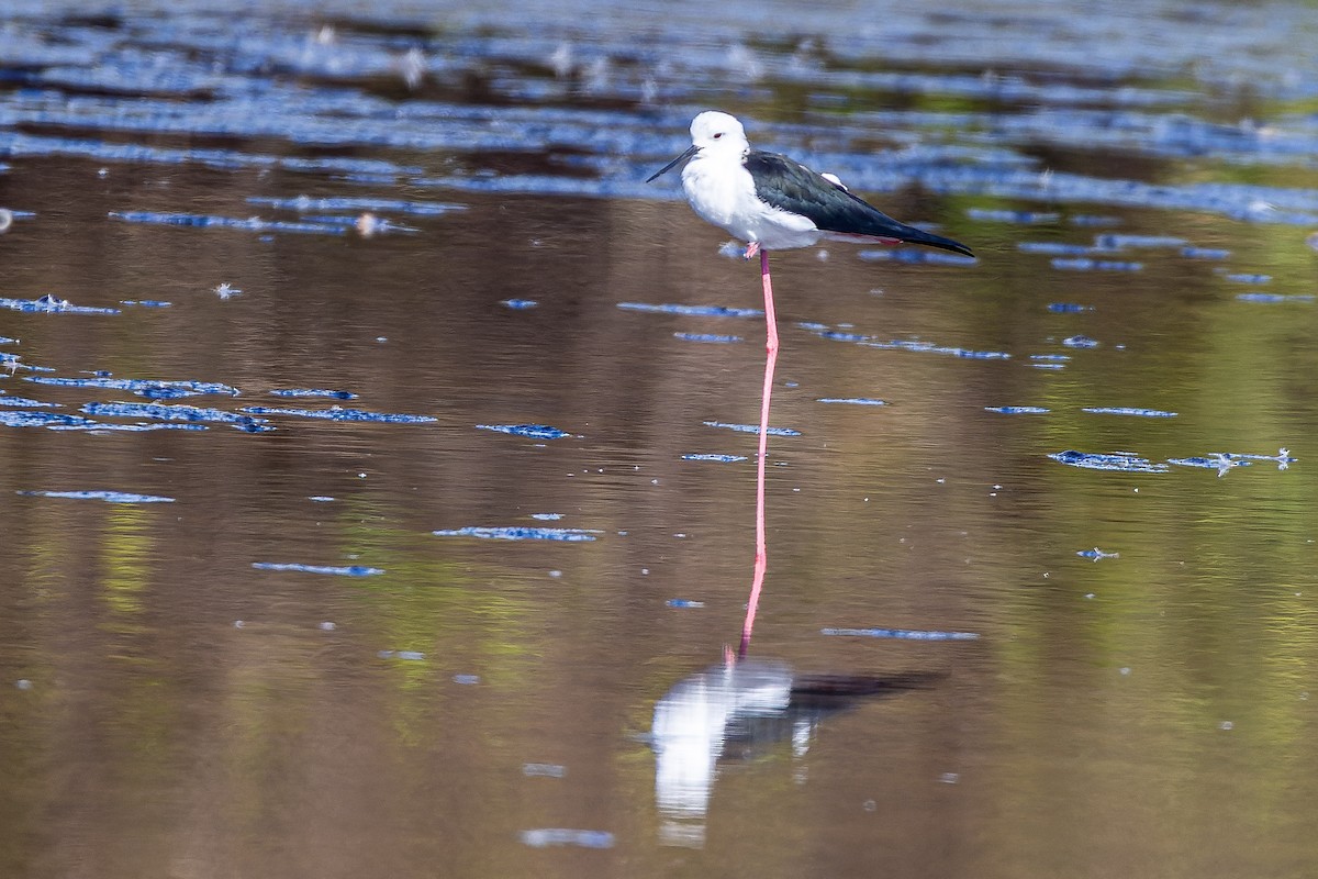 Black-winged Stilt - ML508650531