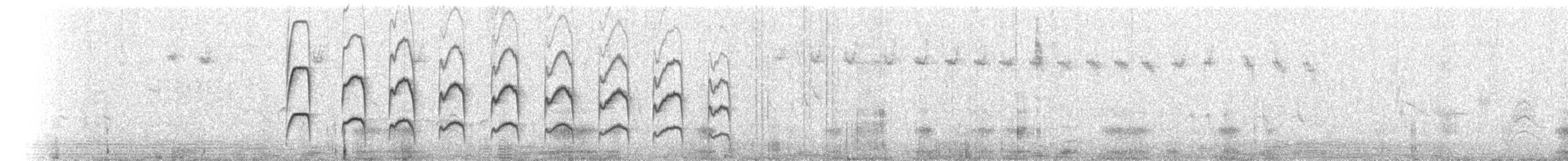 Streifenbauch-Tachurityrann - ML508650821