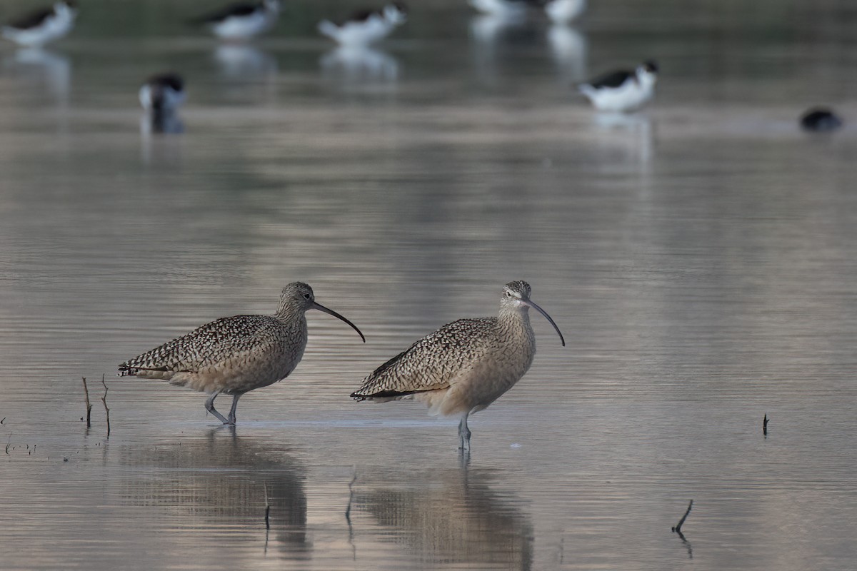 Long-billed Curlew - ML508651001