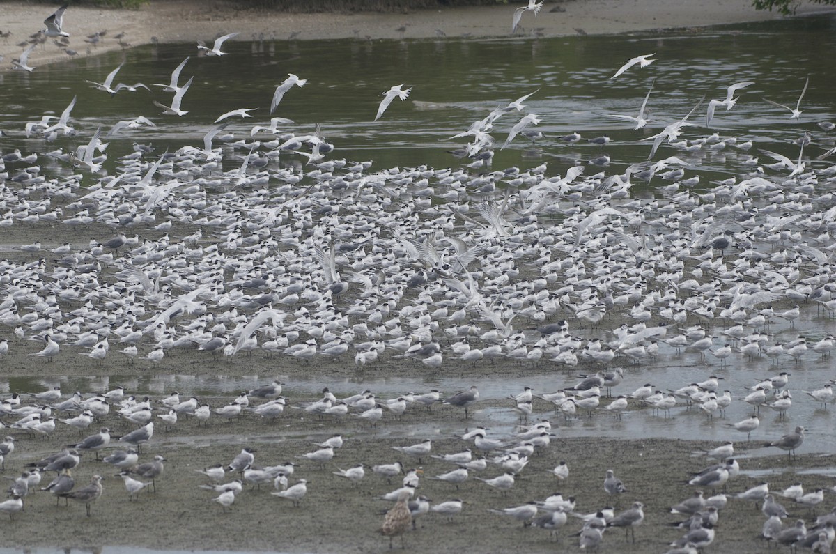 Sandwich Tern - ML50865121