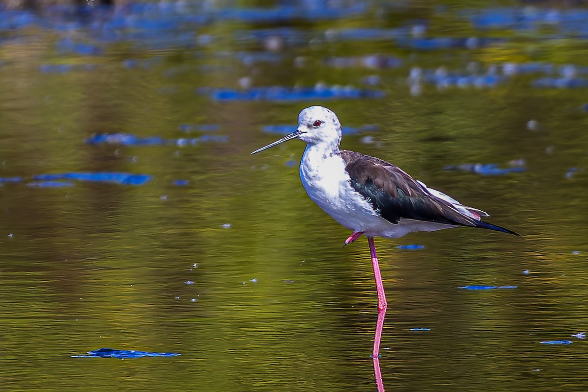 Black-winged Stilt - ML508651531