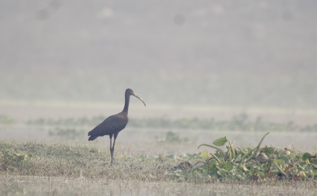 Glossy Ibis - ML508651771