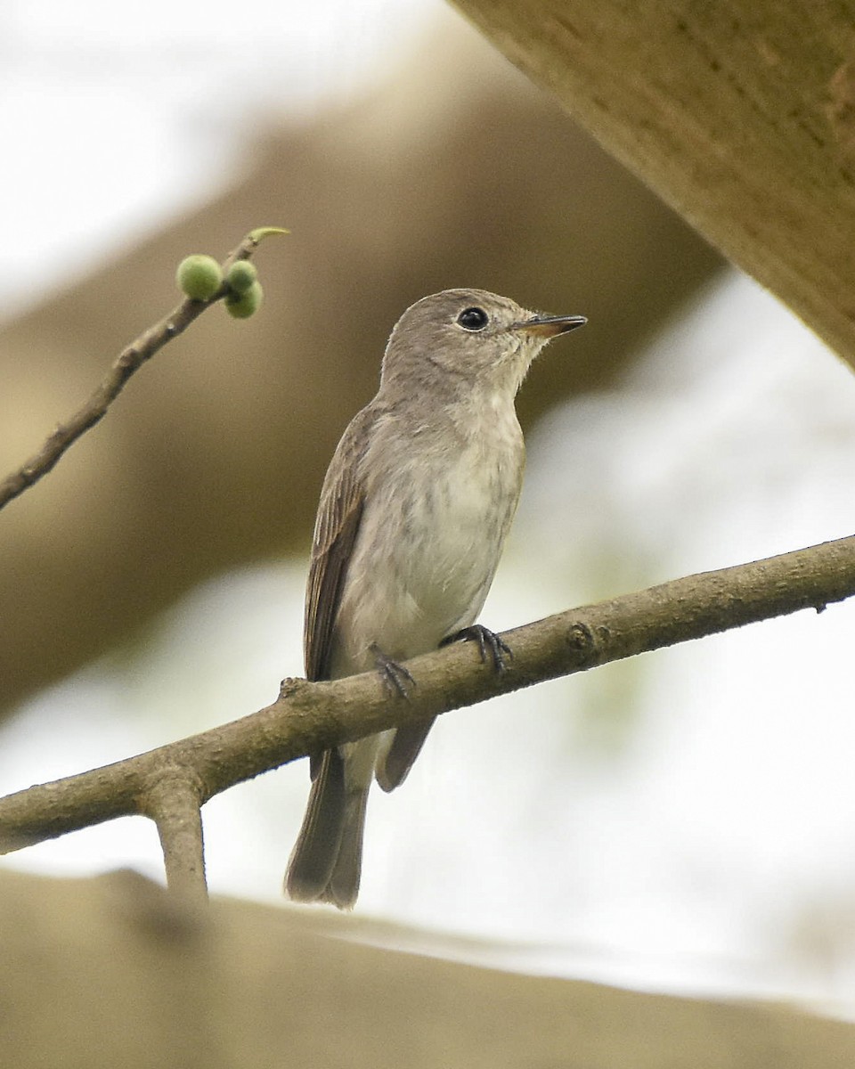 Asian Brown Flycatcher - ML508652111