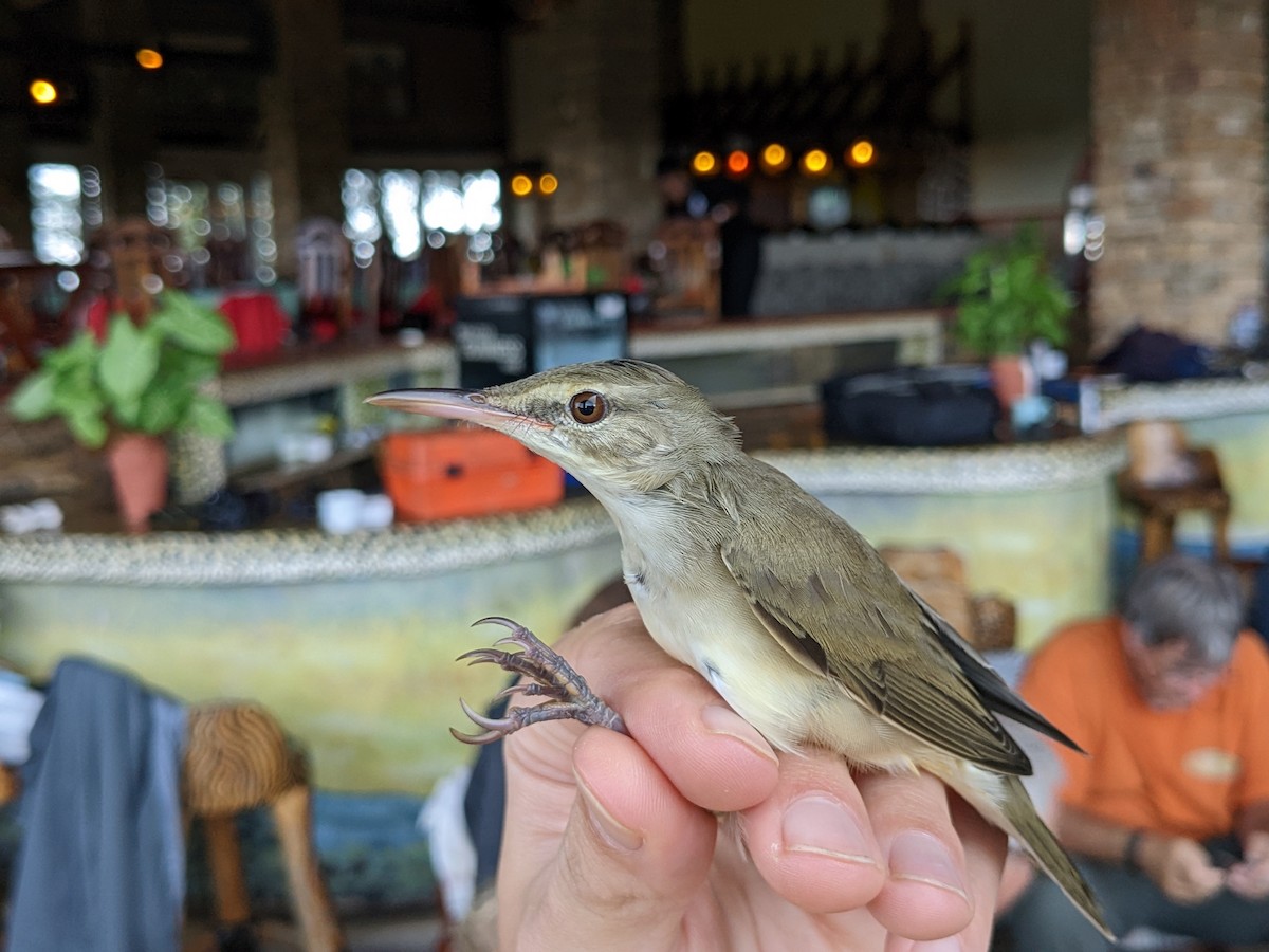 Basra Reed Warbler - ML508652401