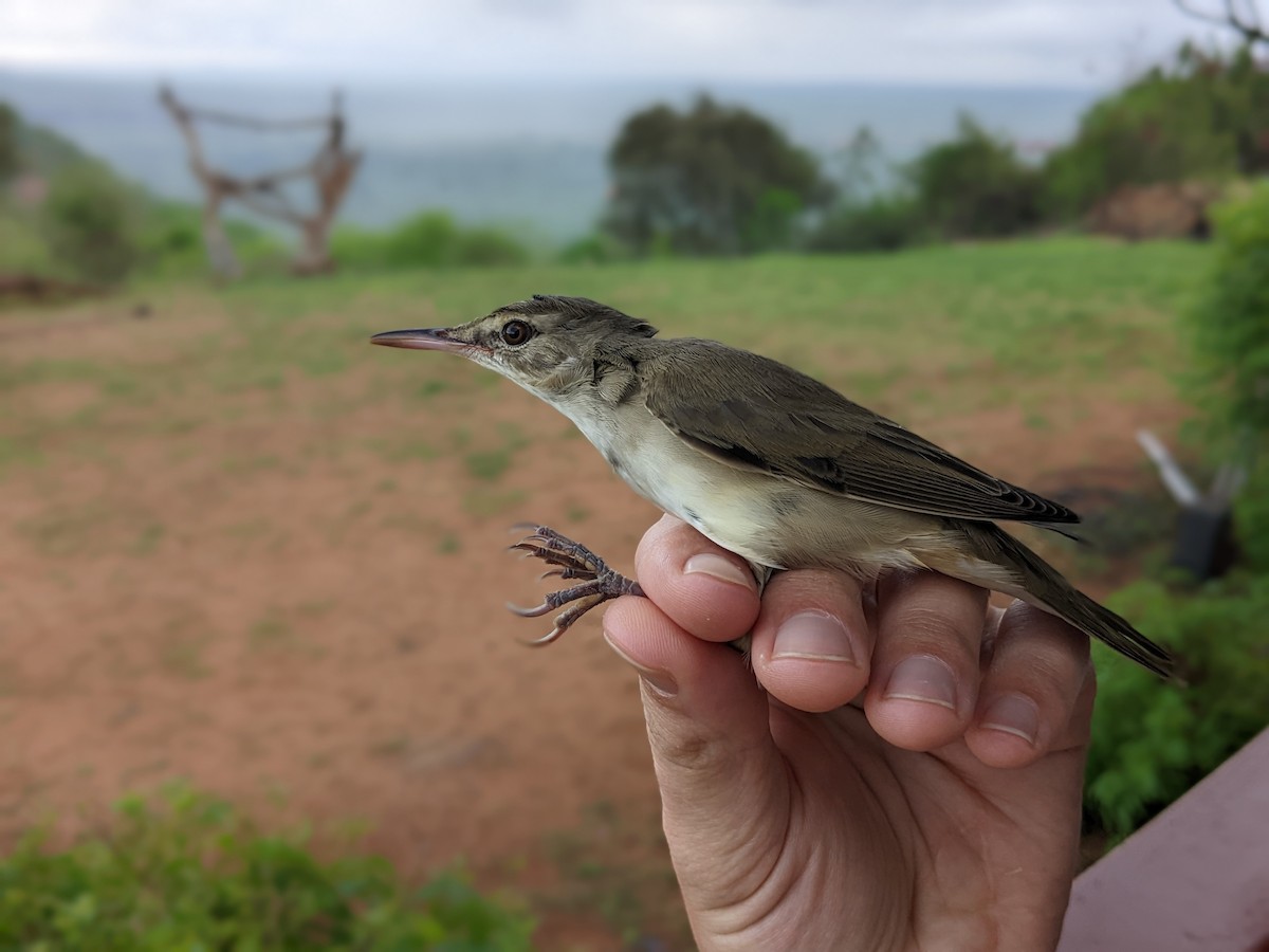 Basra Reed Warbler - ML508652421