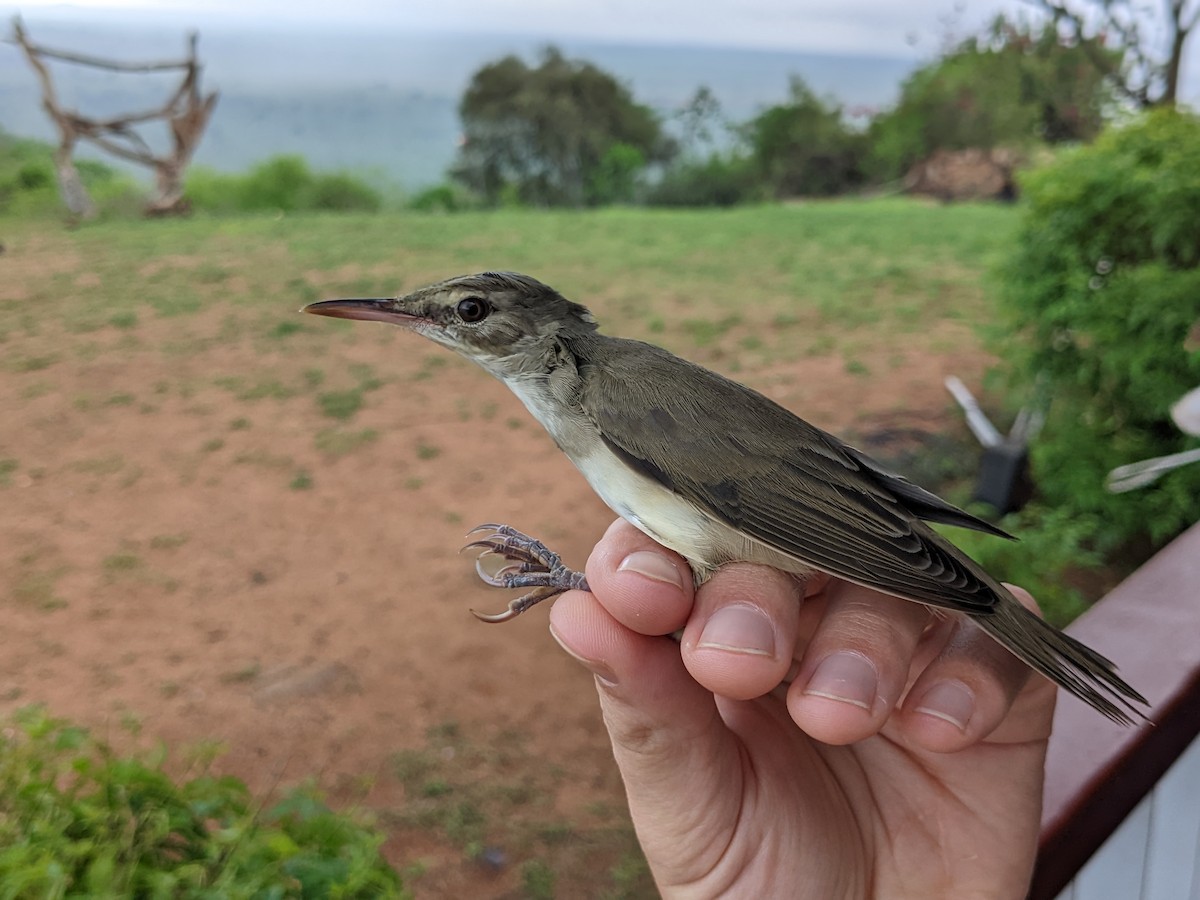 Basra Reed Warbler - ML508652431