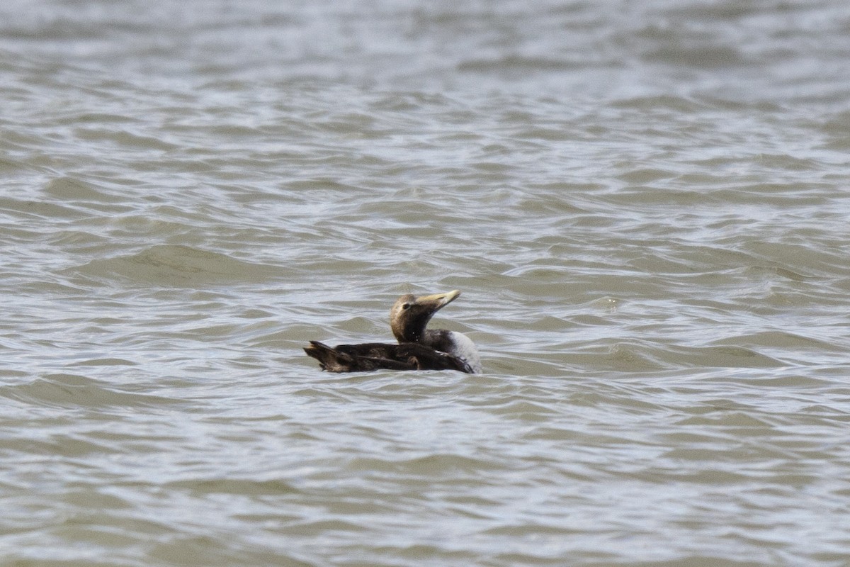 Common Eider - ML508653371