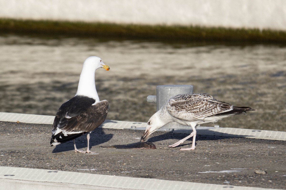 Great Black-backed Gull - ML508653391