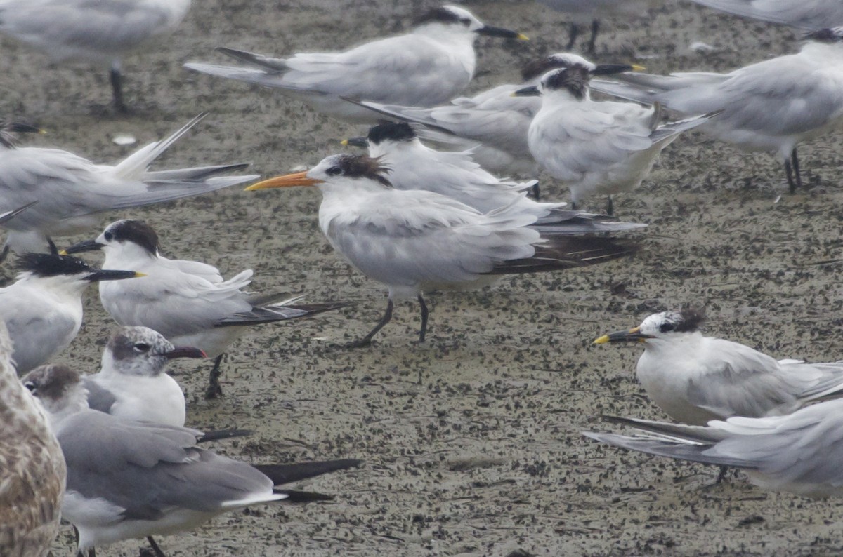 Elegant Tern - ML50865441