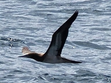 Brown Booby (Forster's) - Rishab Ghosh