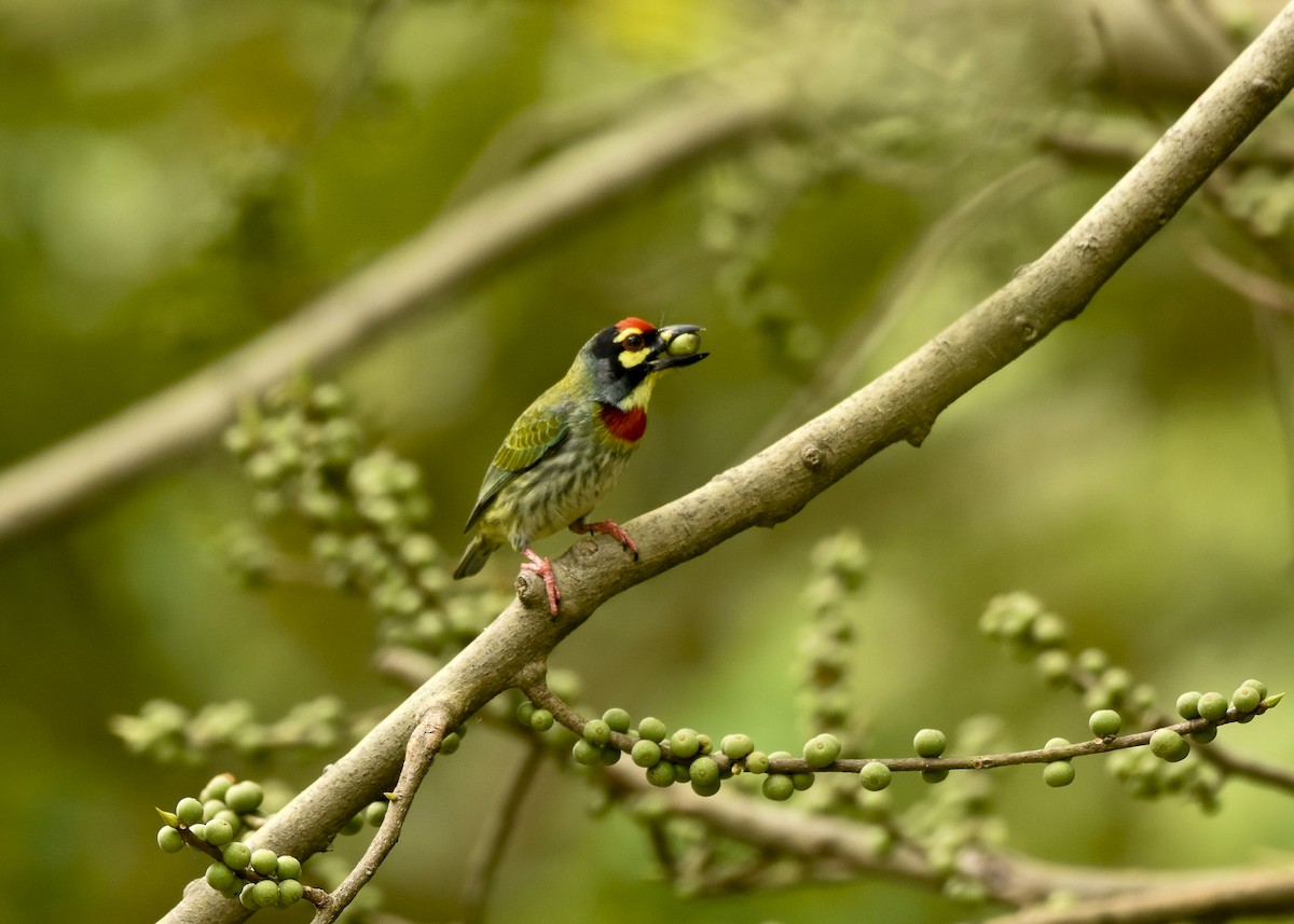 Coppersmith Barbet - ML508655001