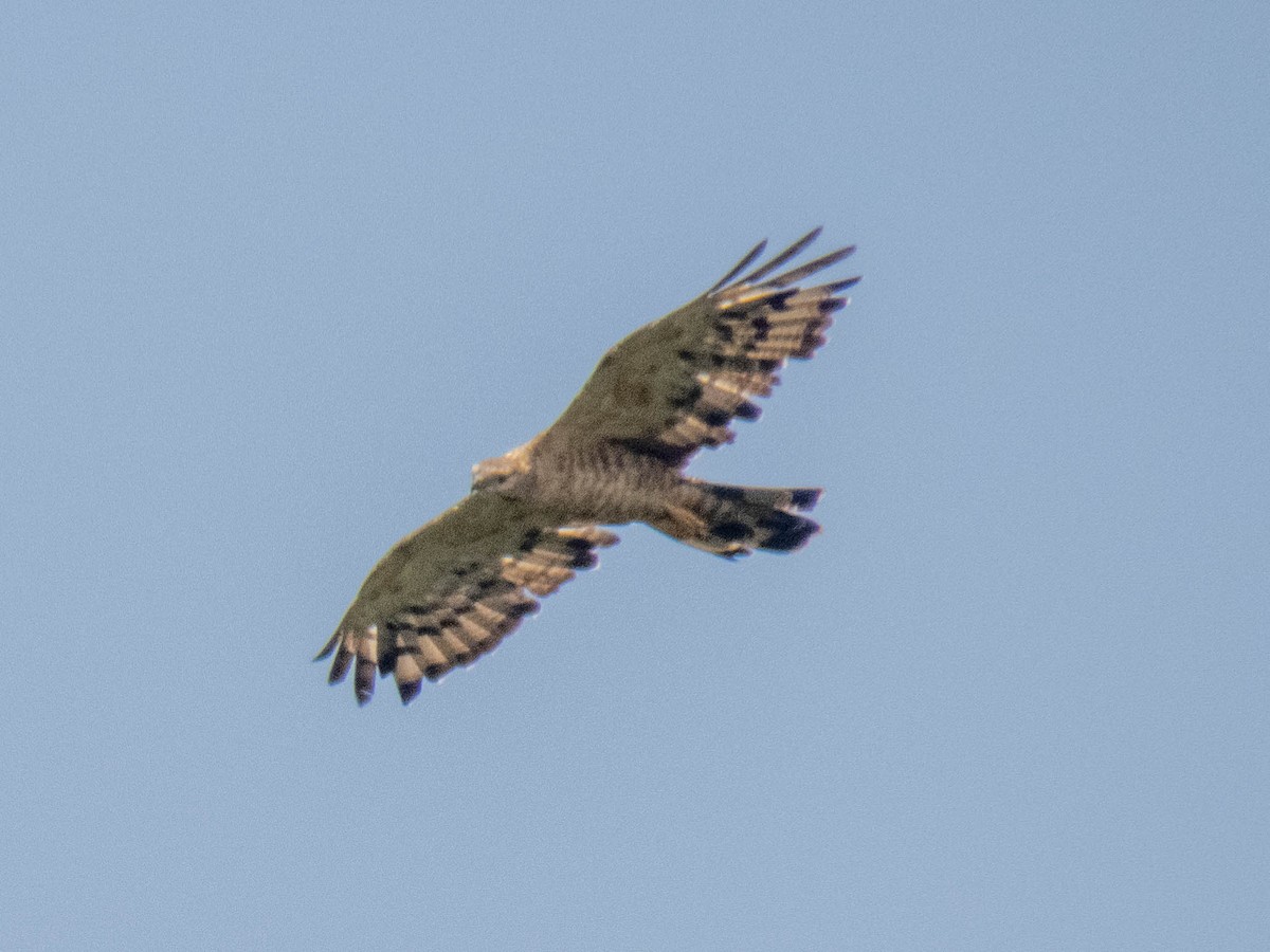 Oriental Honey-buzzard - shyamkumar puravankara