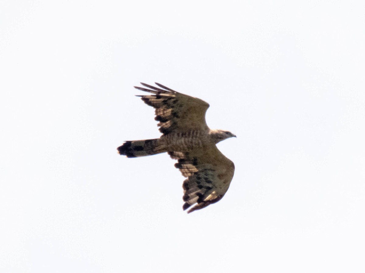 Oriental Honey-buzzard - ML508655251