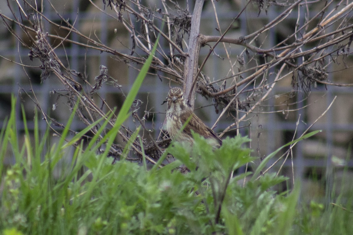 Eurasian Linnet - ML508656761