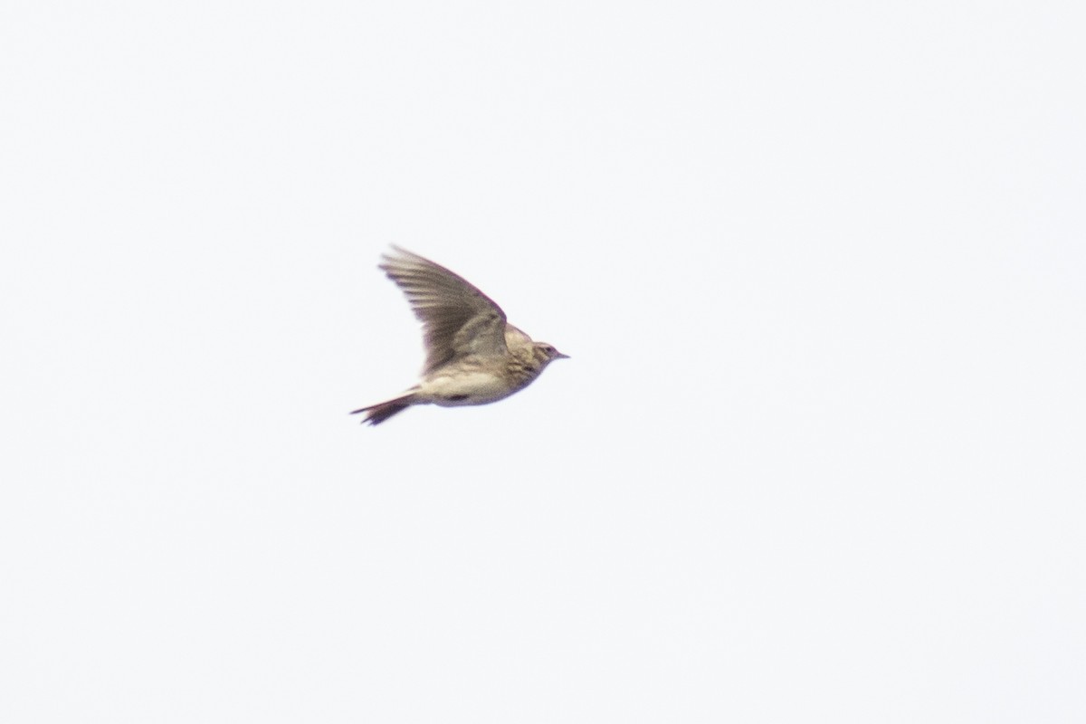 Eurasian Skylark - ML508656791