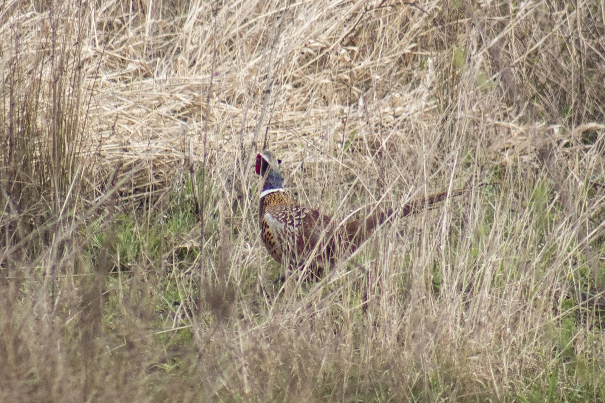 Ring-necked Pheasant - ML508657151