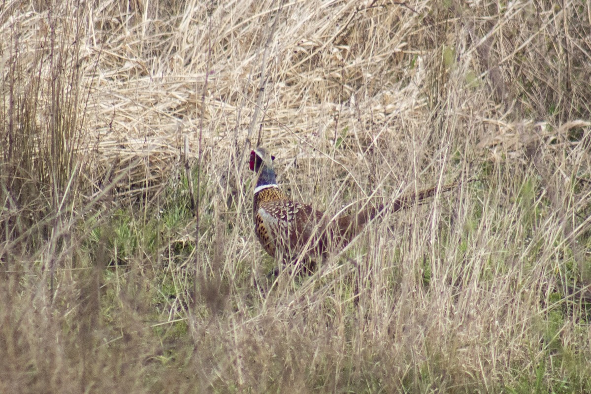 bažant obecný - ML508657151