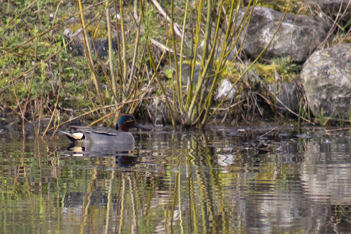 Green-winged Teal - ML508657381