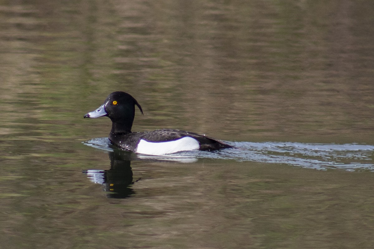 Tufted Duck - ML508657721